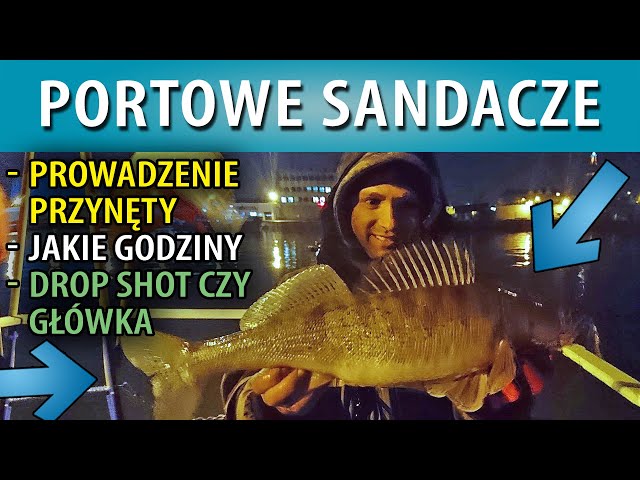 SANDACZE ➤Gdzie i jak łowić morskie sandacze?