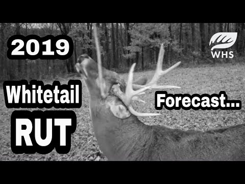 2019-whitetail-rut-forecast-and-tools-of-the-rut