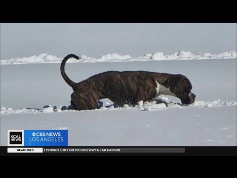 Video: Massive Bear-Dog švaistuoja internete Stardom į savo užimtą tvarkaraštį valgyti ir miega