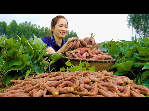 Harvesting Sweet Potato Fields Goes to the market sell - Animal care | Lý Thị Hoa