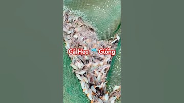 ✅ Cá Heo Giống chất lượng giá tốt Miền Tây (Hồng Ngự, Đồng Tháp) 0913778436 #giathuysan #caheo #gts