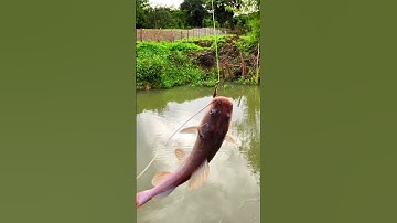 #shorts đam mê câu lure câu cá giải trí #643 #fishing #cauca