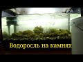 Водоросли на камнях из лимана в аквариуме/Seaweed on stones