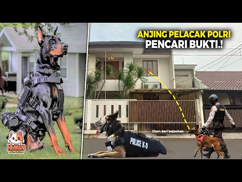 Video: Adakah anjing mempunyai detasmen retina?