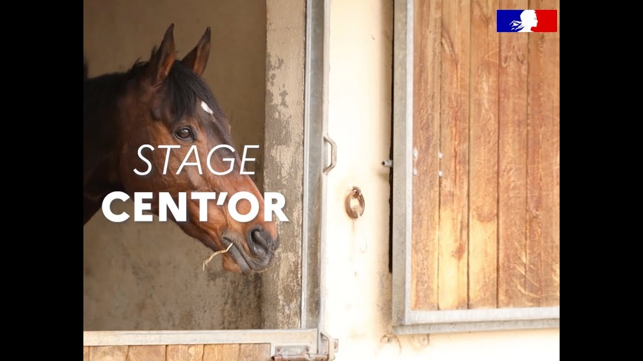 STAGE EQUITATION : Cent’Or, des gendarmes et des chevaux unis contre la blessure