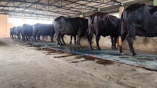 आज फिर से लेकर आए है एक और बढ़िया झोटी Ridhi Sidhi dairy farm vpo Migni khera disst हिसार9813381524