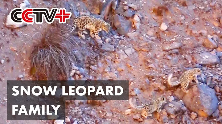 Rare Footage of Family of 3 Snow Leopards Together Caught on Camera in China - DayDayNews