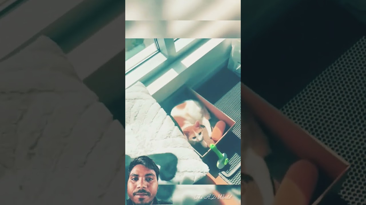 😂#cats #trending #shortsvideo