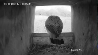 Kestrel Nest Box