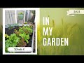 In My Garden || 2023 || Week 4