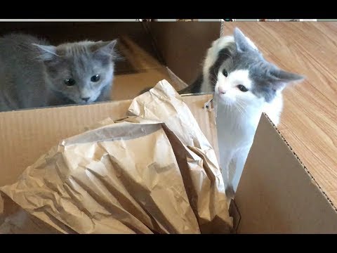 cats eating litter Chewy.com Unboxing With the Kittens - Cat Tree and Supplies - Feral Kitten Socialization