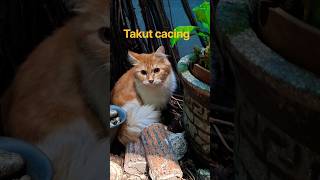 Onyo the orange cat is afraid of worms #cat #orangecat #sweetcat #cutecat #viralshort #fyp #cute