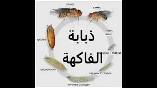 ذبابة الفاكهة سبب فى دود الفاكهة معا لقضاء عليها !Fruit fly  حلقة 139