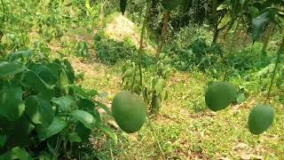 শেখ ইকো ফার্ম এর প্রথম পাহাড়ি আম বাগান ।  Sheikh Eco Farm's first hill mango orchard.