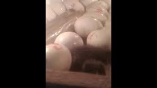 Perkawinan silang bebek peking vs bebek coklat ...