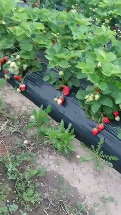 клубника Сандра. 30 апреля. первые сборы. принимаем заказы на саженцы ...