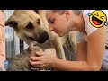 1TRY NOT TO LAUGH WATCHING FUNNY DOG FAILS VIDEOS 2022- Daily Dose of Laughter!