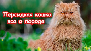 Персидкая кошка все о породе!