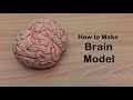 How to make brain cerebrum model  3d thermocolstyrofoam carving
