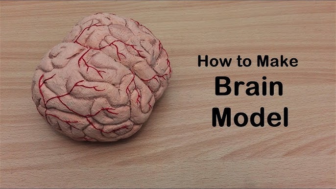 Create a brain model out of air dry clay 