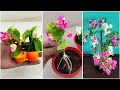 How to grow bougainvillea tree from bougainvillea cutting with Tomato 100 successful updates