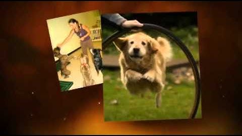 Dog Training Tip of the Day- Adding a Verbal Cue