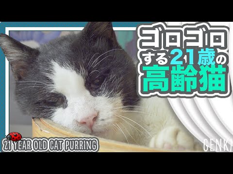 ゴロゴロする21歳の高齢猫