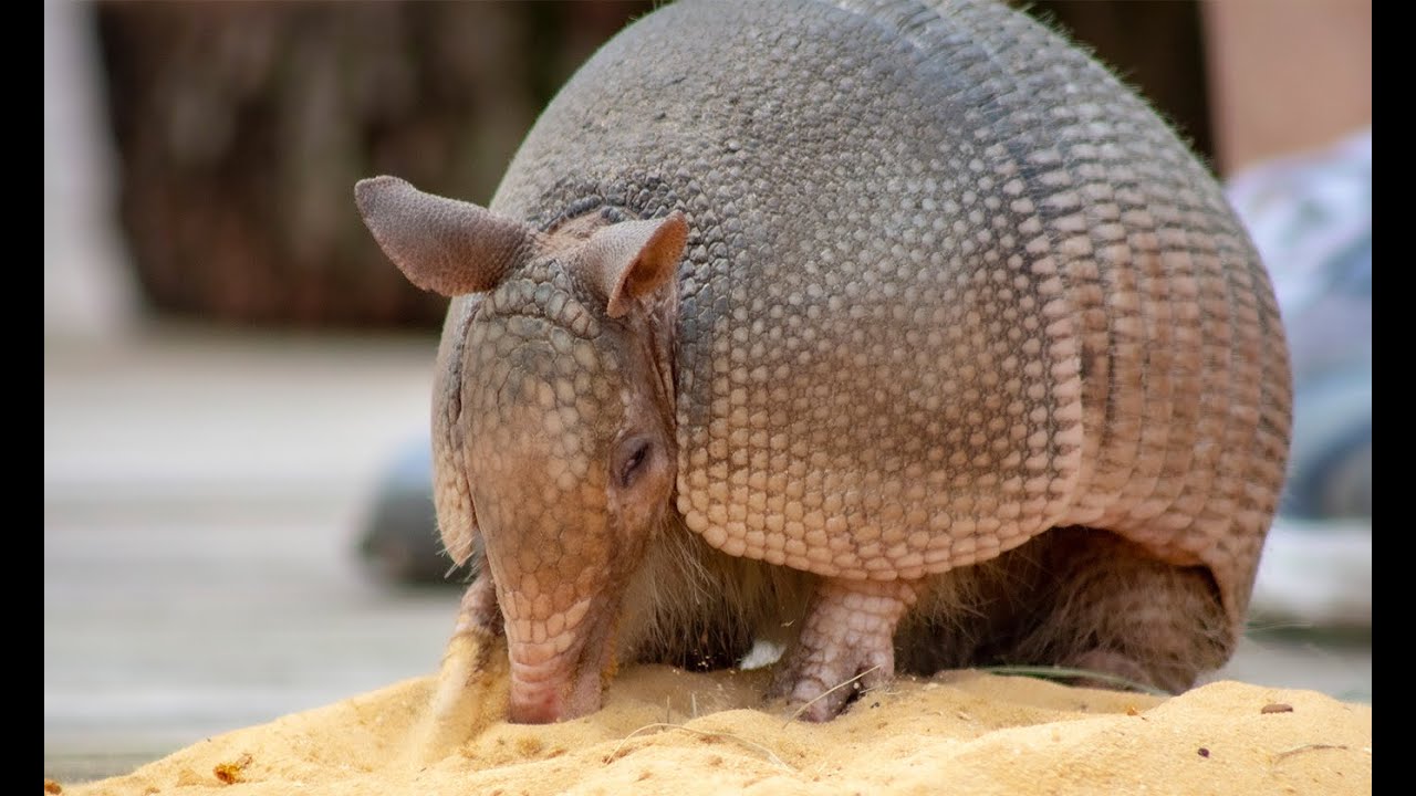 Zoo to You with Dillo, our Armadillo! 