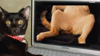 Смешные картинки про кошек и котят Выпуск №62 FUNNY CATS СМЕШНЫЕ КОШКИ Смешные картинки про кошек и котят Выпуск №62 FUNNY CATS СМЕШНЫЕ КОШКИ