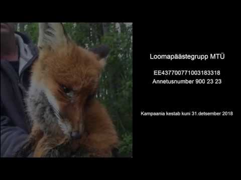 Video: Mis on puuvillased tamariinide röövloomad?