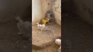 Sizce Ne Vermeliyım Yumurta 🥚 Için 😂