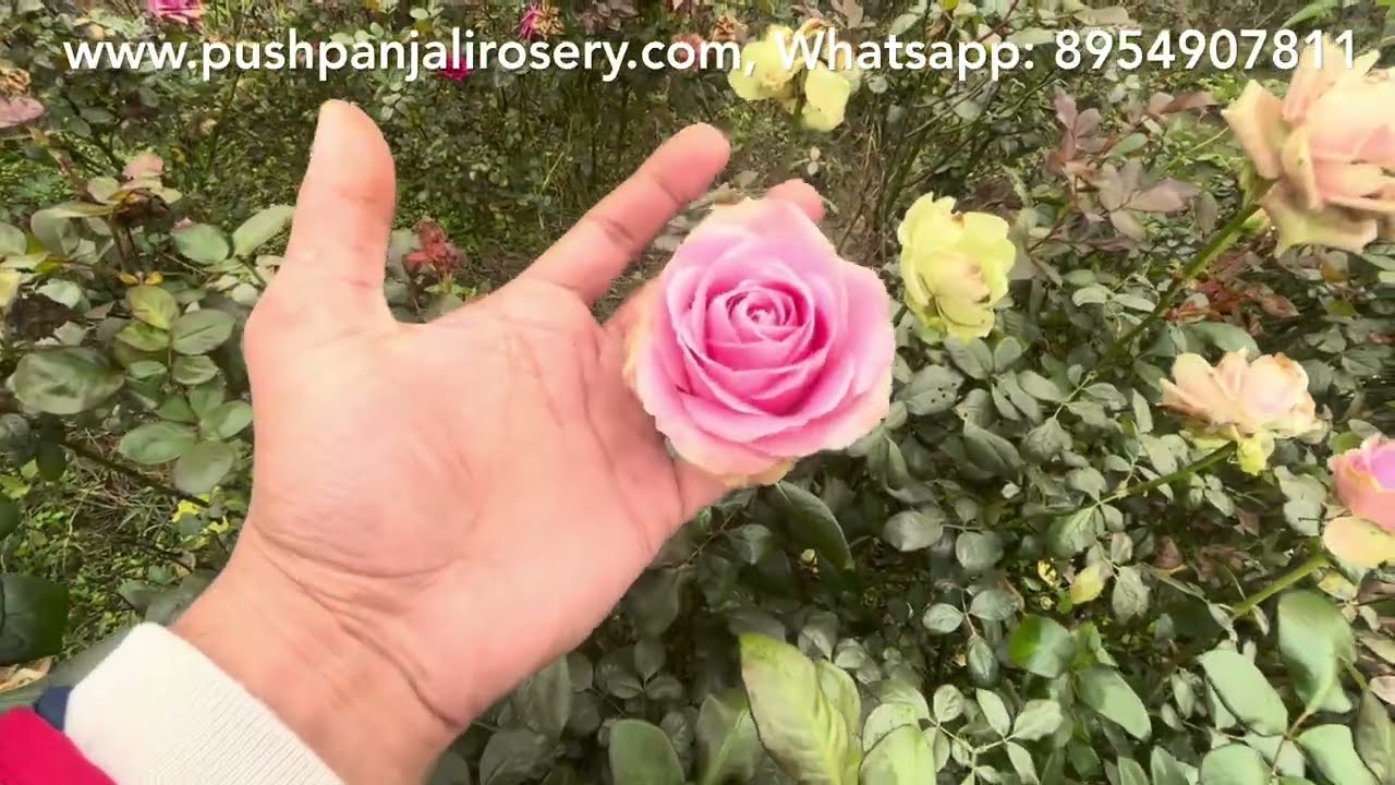🌹Sale Section | Big dutch roses | Mature rose plants guaranteed | superb bloom | Pushpanjali Rosery 