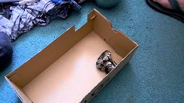 Baby python eating live hopper mouse