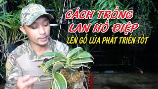 Cách Trồng Lan Hồ Điệp Lên Gỗ Lũa Phát Triển Tốt - Chia sẻ của Vườn Lan Nguyễn Thanh