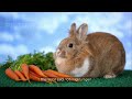 The Tiger and the Brave Little Rabbit