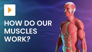 The Major Muscles of the Human Body | Science | ClickView