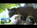 Born to be Wild: Releasing civet cats back into the wild