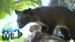 Born to be Wild: Releasing civet cats back into the wild