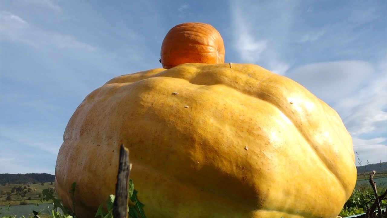 Hogyan lesz óriás egy tök? - KisKertÉsz - 2022. 10. 26.