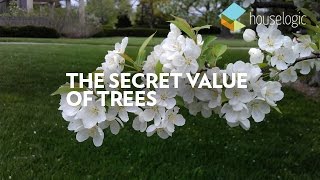 Value-Adding Trees | #TheTipJar