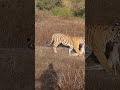 female tigress haunting a baby dear#animals #safari #tigress #wildlife