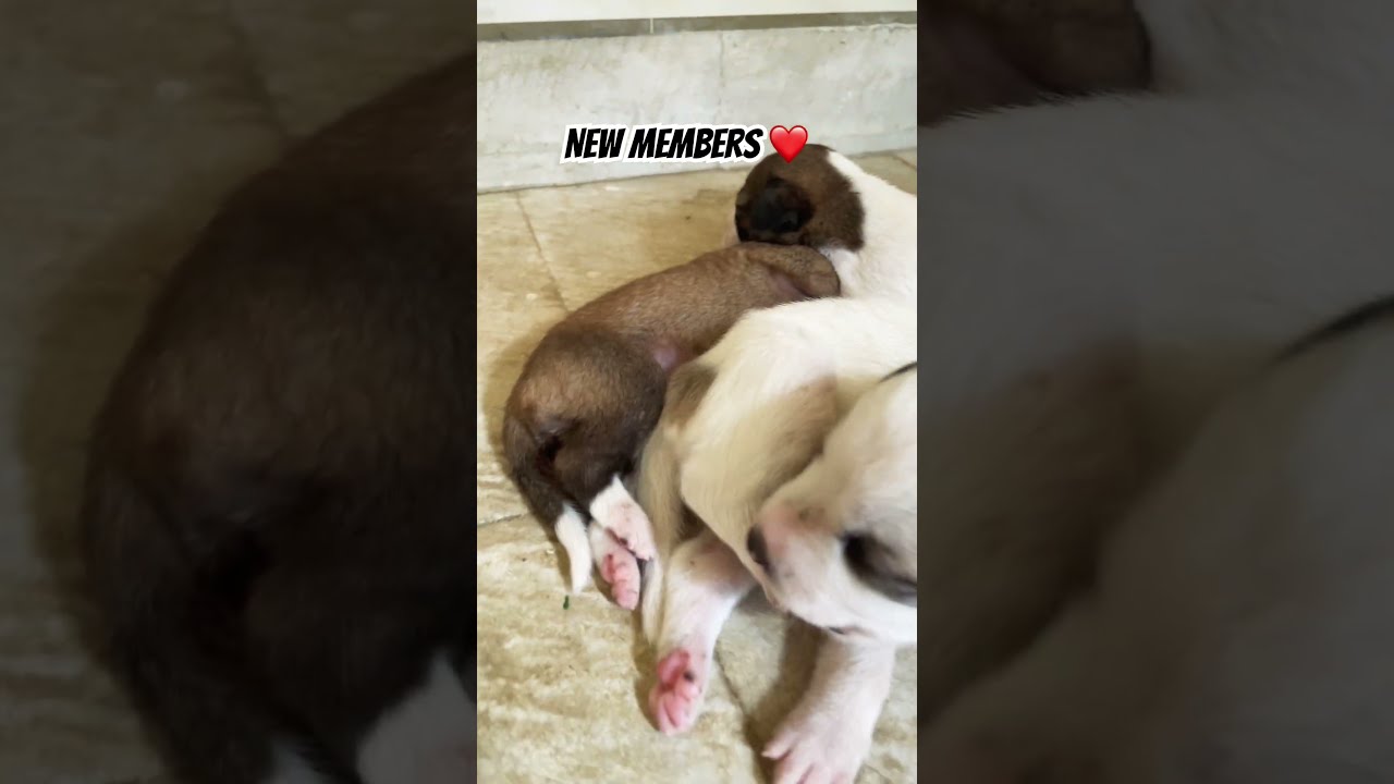 New Babies Onboarded Goldenretreivers Straydogs Cuteanimals Rescuedog Stray Saveanimals