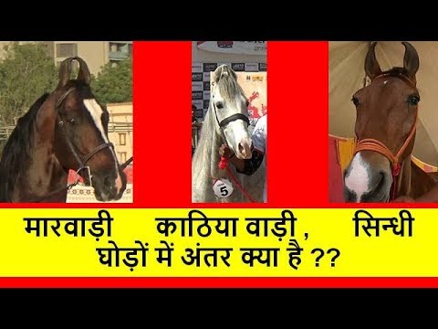 वीडियो: घोड़ों की नस्लें क्या हैं