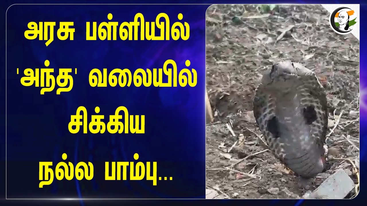 Govt Schoolல் 'அந்த' வலையில் சிக்கிய நல்ல பாம்பு... | Indian Cobra | Cuddalore
