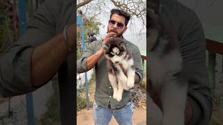 Siberian Husky Puppy in Low Price. #gallifstreetpetmarket #pets