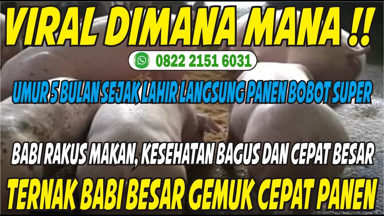 Cara Ampuh Menggemukkan Babi - Vitamin Ternak Babi Cepat Gemuk