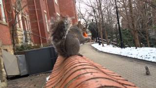 Squirrel Eating Dorito!