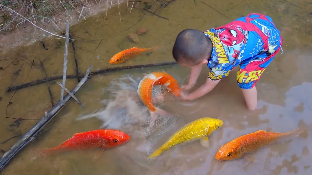 Em ổi tìm bắt được đàn cá vàng siêu tinh nghịch ở vũng nước cạn #cávàng ...