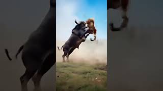 Angry Bull vs Lion 🐂🦁 | Epic 3D Battle #cattle #lion #animalplanet #livestock #shorts #fight