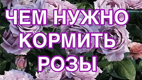 ТОП - 5 ЛУЧШИХ УДОБРЕНИЙ ДЛЯ РОЗ! ЧЕМ НУЖНО КОРМИТЬ РОЗЫ И ГОРТЕНЗИИ. ЛУЧШИЕ РЕЦЕПТЫ.
